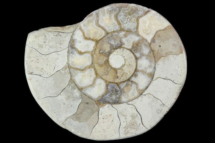 Polished Ammonite (Hildoceras) Fossil - England #103971